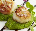 Seared scallops with minted pea puree